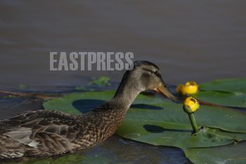 EA342436, Eastpress, Porvoo, Finland